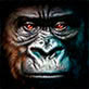Символ игрового автомата Gorilla